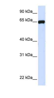 LRRC4C Antibody (aa36-85)