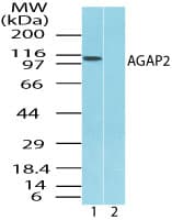Polyclonal Rabbit anti-Human AGAP2 / PIKE Antibody (aa20-60, IHC, WB)