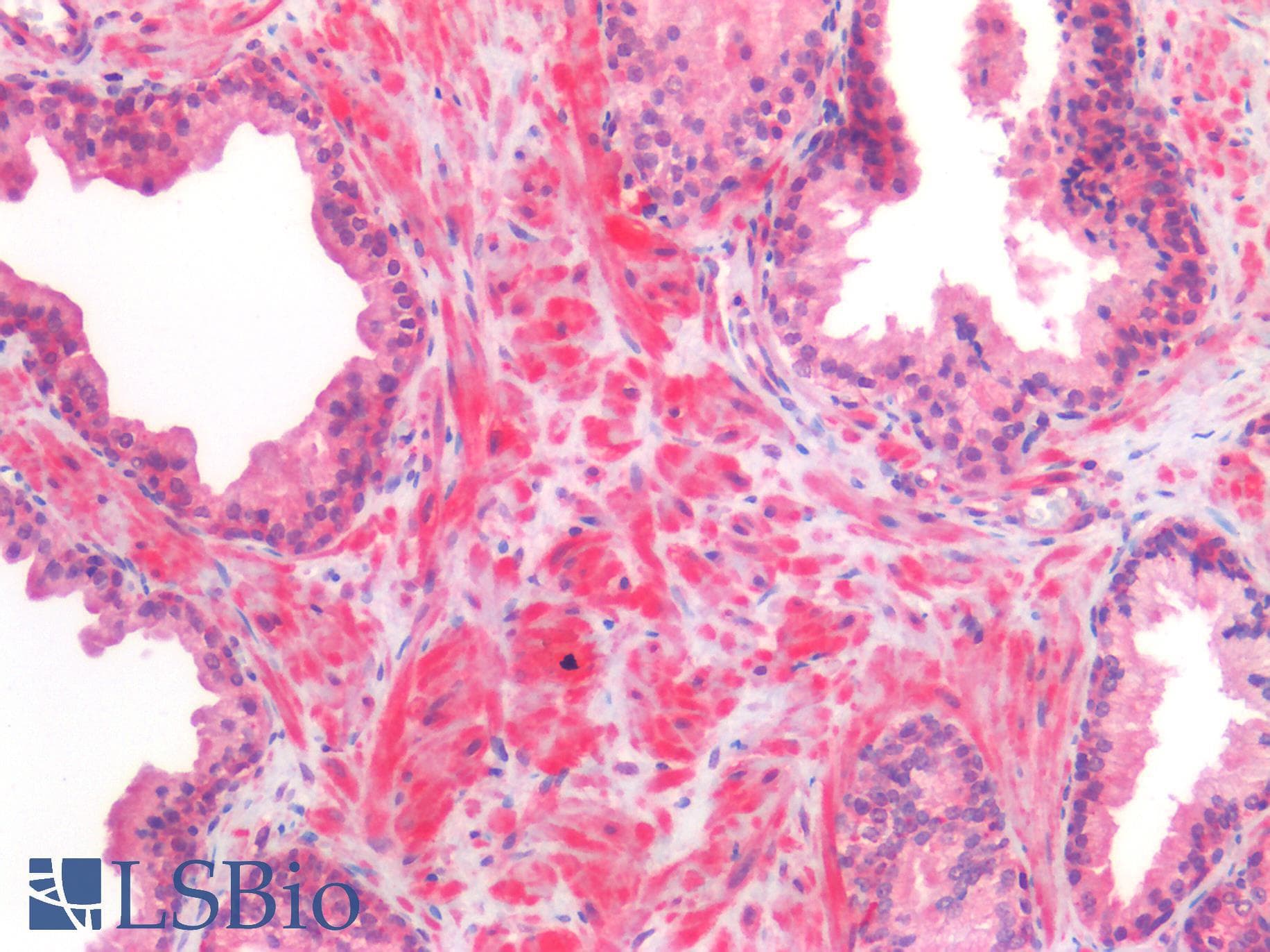 PathPlus™ TIMP2 Antibody (clone 3A4)