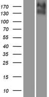 SLC12A7 / KCC4 Protein (Over-Expression Lysate Myc-DDK (Flag))