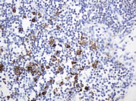 HIF3A / HIF3-Alpha Antibody (clone OTI4C2)