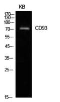 C1qRP / CD93 Antibody