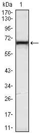 Monoclonal Mouse anti-Human KLHL12 Antibody (clone 2G2, WB)