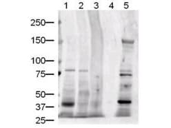 JAG1 / Jagged 1 Antibody (N-Terminus)