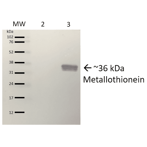 Polyclonal Rabbit anti-Pseudomonas aeruginosa Metallothionein Antibody (APC, WB)