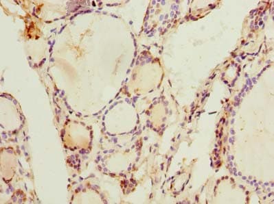 ARL11 Antibody