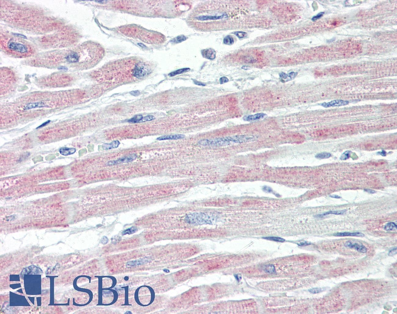 IHC-plus™ RPL3L Antibody (aa211-260)