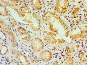 IRF2 Antibody (aa120-349)