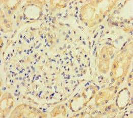 ACTL9 Antibody