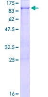 Human RHPN1 / RHOPHILIN Protein (Recombinant GST)