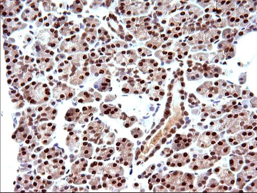 POLR3GL Antibody (clone OTI5E8, Carrier-free)
