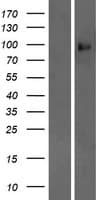 PCDHA9 Protein (Over-Expression Lysate Myc-DDK (Flag))
