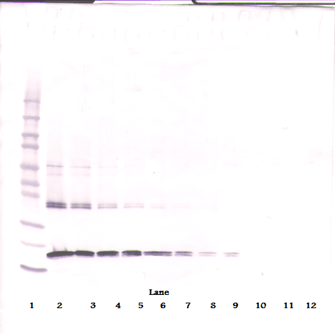 TNFSF10 / TRAIL Antibody