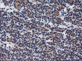 GBA3 / CBG Antibody (clone OTI1F1)