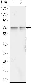 FMR1 / FMRP Antibody (clone 4G9)
