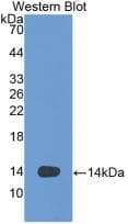 VEGFD Antibody (aa93-201, Biotin)