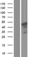 TMEM237 / ALS2CR4 Protein (Over-Expression Lysate Myc-DDK (Flag))