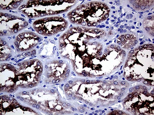 GALNT10 Antibody (aa1-318, clone OTI2A12)