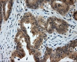 PTPRE / PTP Epsilon Antibody (clone OTI5E8)