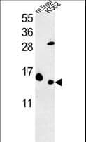 Polyclonal Rabbit anti-Human RPL37 / Ribosomal Protein L37 Antibody (aa60-88, WB)