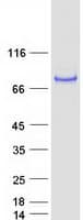 Human CAPN13 / Calpain 13 Protein (Recombinant Myc-DDK (Flag))