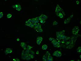 RNF144B Antibody (clone OTI1G5)