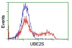 Monoclonal Mouse anti-Human UBE2S / E2 EPF Antibody (clone OTI4B8, WB)