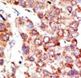 NEDD8 Antibody (aa1-32)