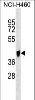 QPCTL Antibody (aa271-297)