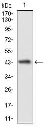 NCLN Antibody (aa249-405, clone 1C8B6)