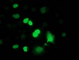 FLYWCH2 Antibody (clone OTI2F5)
