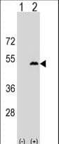 LPXN / Leupaxin Antibody (aa229-257)