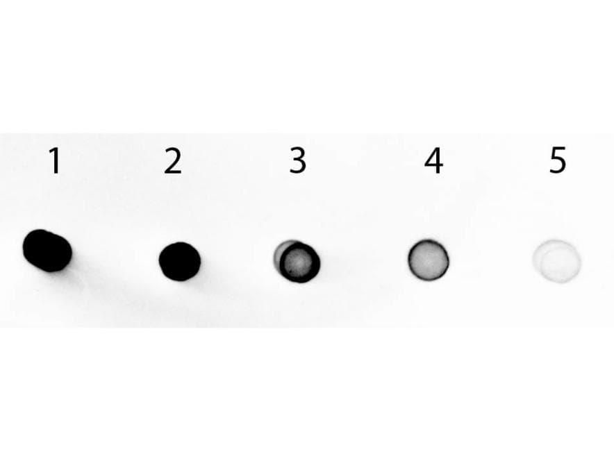 Goat Anti-Human IgA Secondary Antibody (AP)