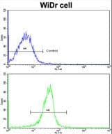 KLF6 Antibody (aa56-82)