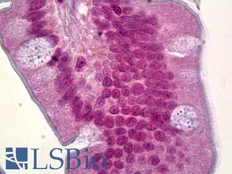 IHC-plus™ FOXQ1 Antibody (clone 2E2)