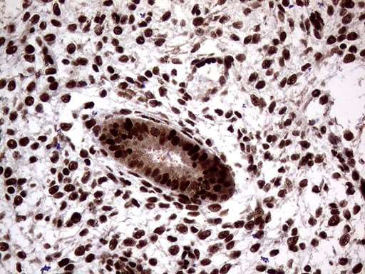 SSU72 Antibody (clone OTI2E2)