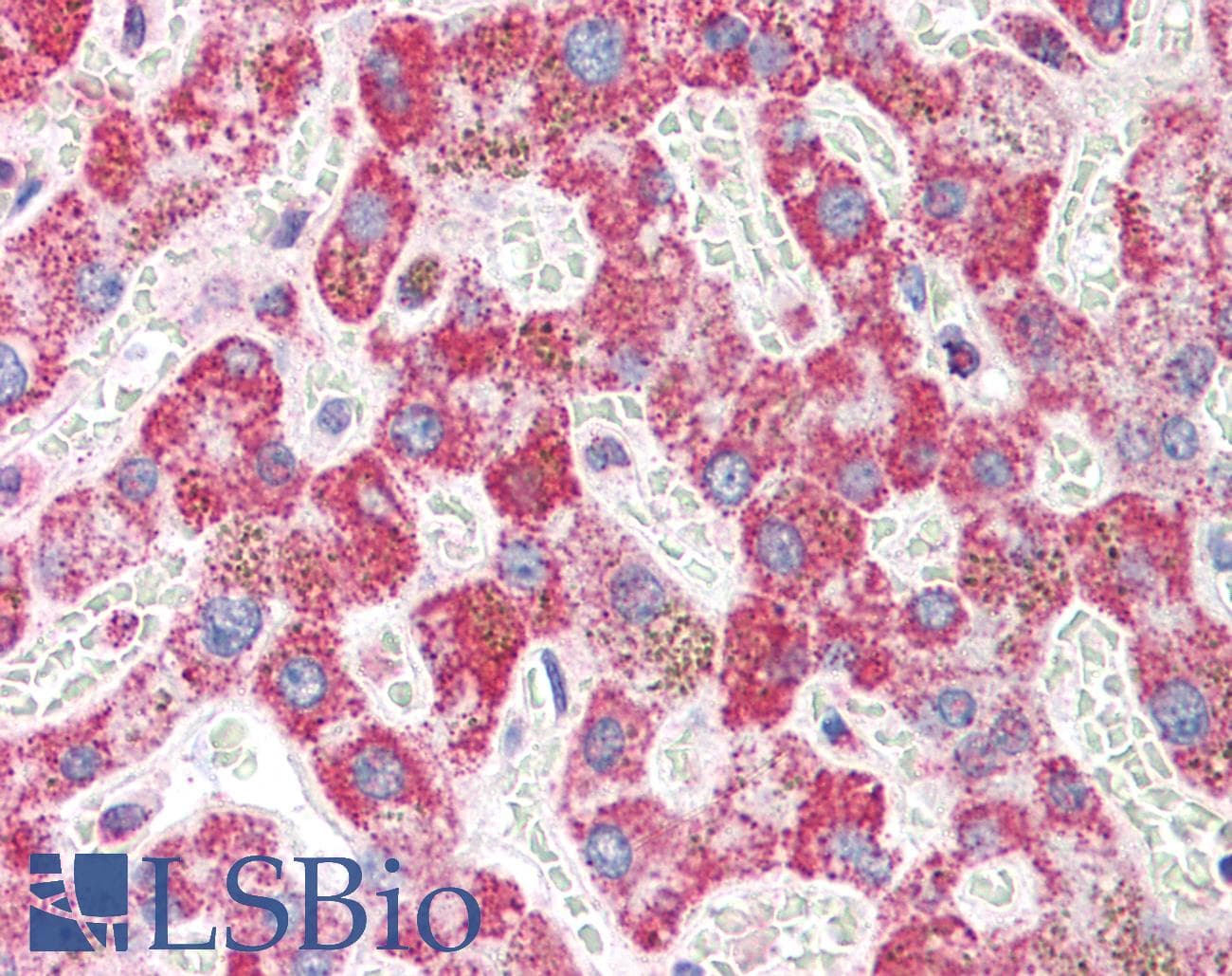 IHC-plus™ EMI2 / FBXO43 Antibody