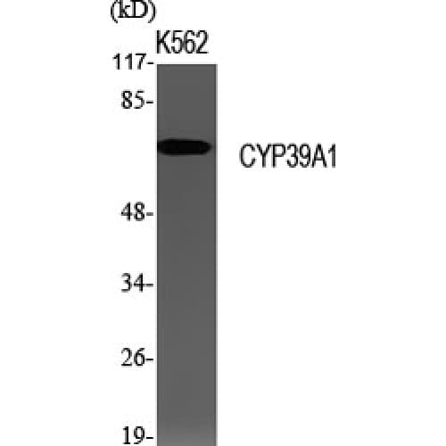 CYP39A1 Antibody (Internal)