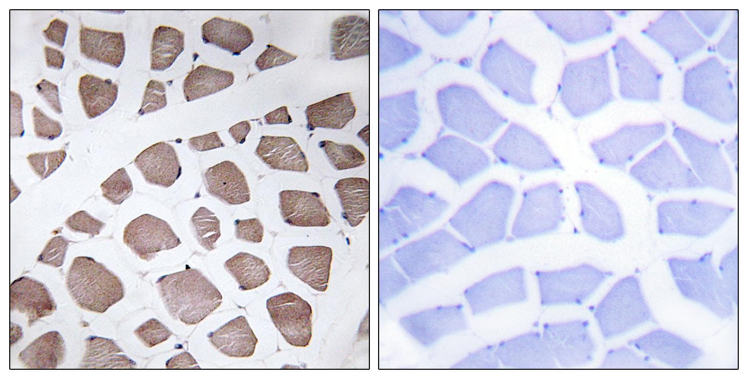 Polyclonal Rabbit anti-Human MRPS18C Antibody (IHC, IF, WB)