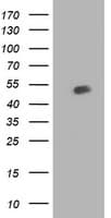 BECN1 / Beclin-1 Antibody (clone OTI2D4)