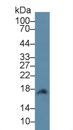 CALM1 / Calmodulin Antibody (aa1-149, PE)