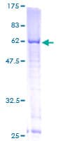 Human TFB1M Protein (Recombinant GST)