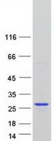 Human RBM8A / Y14 Protein (Recombinant Myc-DDK (Flag))