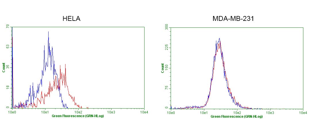 ERBB3 / HER3 Antibody (clone OTI1F1)