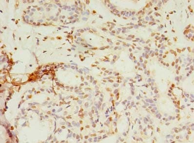SMPDL3A Antibody