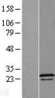 RGS16 Protein (Over-Expression Lysate Myc-DDK (Flag))