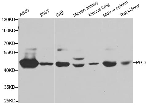 PGD Antibody