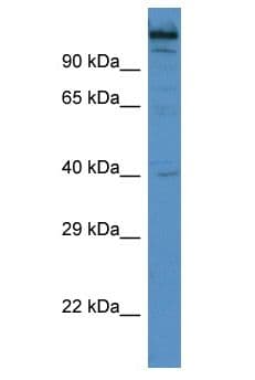 Polyclonal Rabbit anti-Mouse WIZ Antibody (aa821-870, WB)