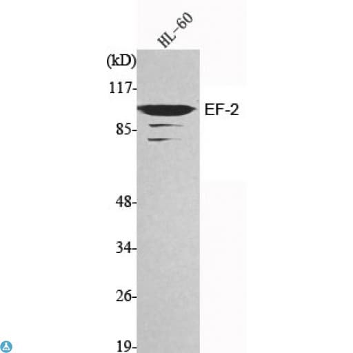 EEF2 / Elongation Factor 2 Antibody