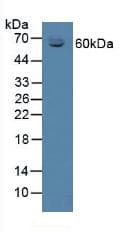 SERPINA6 / CBG Antibody (aa268-391)